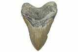 Serrated, Fossil Megalodon Tooth - North Carolina #272791-1
